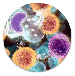 Autoimmune disease illustration