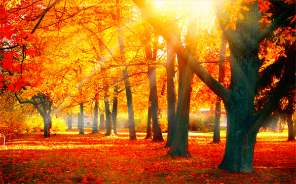 Autumn trees