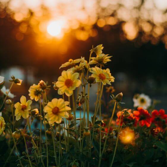 5 Empowering Truths About Menopause: Wisdom from Dr. Aviva Romm