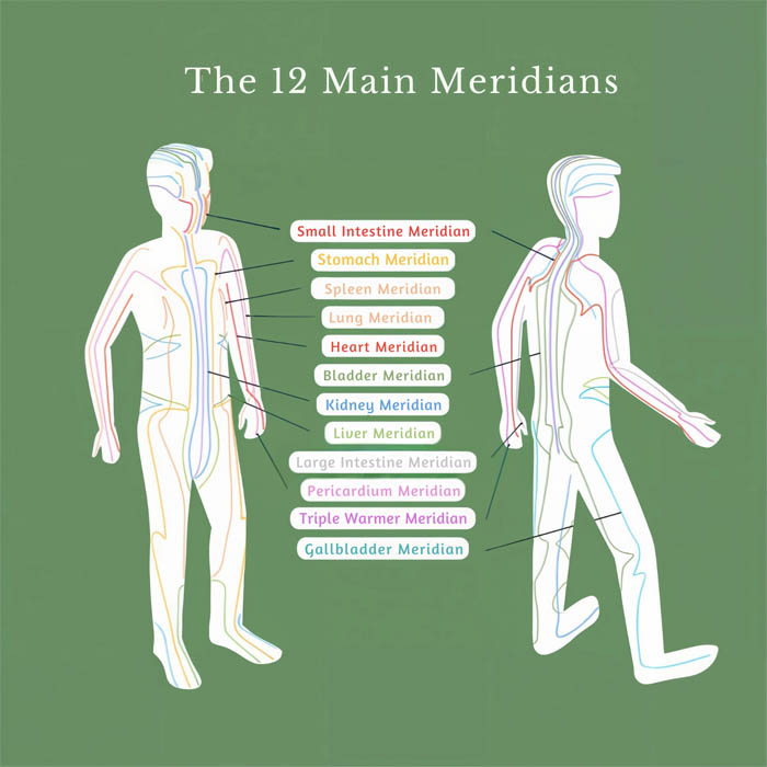 Printable chart of the 12 main meridians