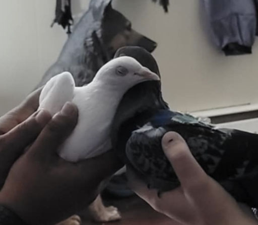 Sophie snuggled with her new pigeon companion